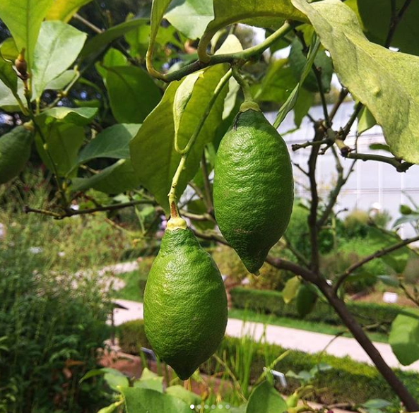 olga.rusakova Лимонное дерево с плодами и цветами, аромат потрясающий