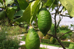 olga.rusakova Лимонное дерево с плодами и цветами, аромат потрясающий